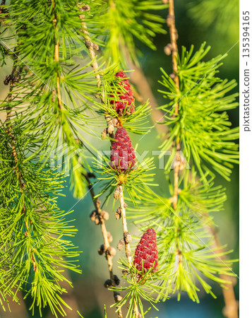 Larch tree fresh pink cones blossom at spring on nature background 135394165