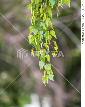 Birch branches with fresh green leaves and seeds. Birch tree branch, Betula pendula. 135394174
