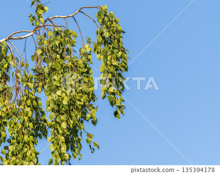 Birch branches with fresh green leaves and seeds. Birch tree branch, Betula pendula. Birch branches with fresh green leaves and seeds. Birch tree branch, Betula pendula. 135394178