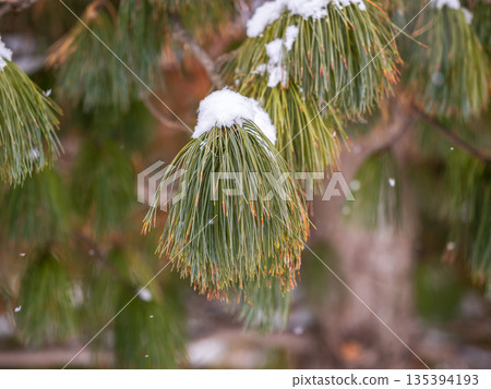 Cedar branches with long fluffy needles in winter covered with snow Cedar branches with long fluffy needles in winter covered with snow 135394193
