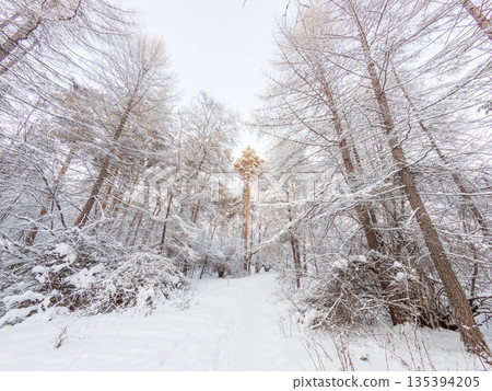 Beautiful winter landscape. Trees in the snow in a clearing on a cold day. 135394205