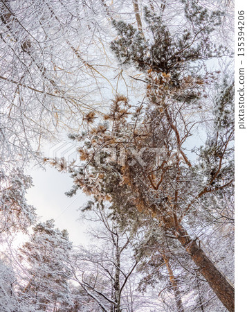 Tree branches in winter covered with snow and frost in snowfall on blue sky background. Frozen tree branches. Tree branches in winter covered with snow and frost in snowfall on blue sky background. Frozen tree branches. 135394206