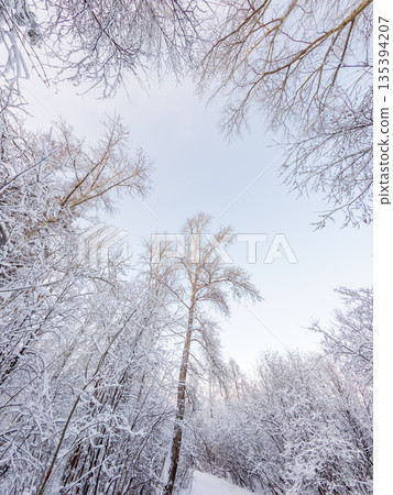 Tree branches in winter covered with snow and frost in snowfall on blue sky background. Frozen tree branches. 135394207