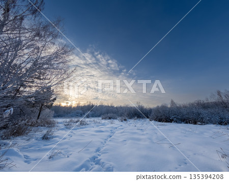 Beautiful winter landscape. Trees in the snow in a clearing on a cold day. 135394208