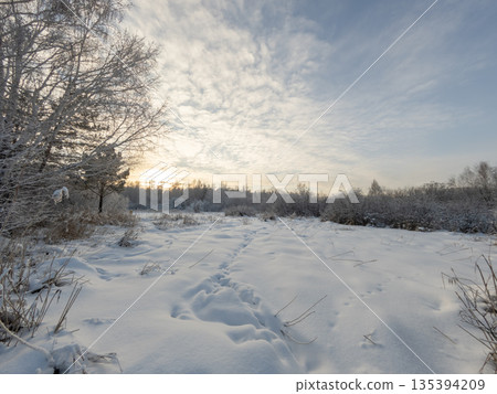 Beautiful winter landscape. Trees in the snow in a clearing on a cold day. Beautiful winter landscape. Trees in the snow in a clearing on a cold day. 135394209