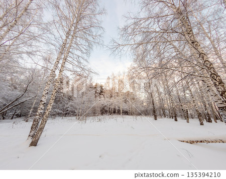 Beautiful winter landscape. Trees in the snow in a clearing on a cold day. Beautiful winter landscape. Trees in the snow in a clearing on a cold day. 135394210
