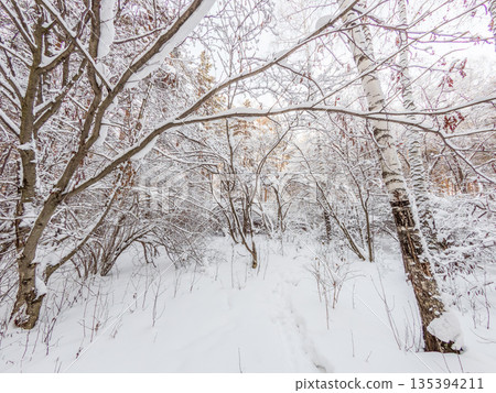 Beautiful winter landscape. Trees in the snow in a clearing on a cold day. Beautiful winter landscape. Trees in the snow in a clearing on a cold day. 135394211