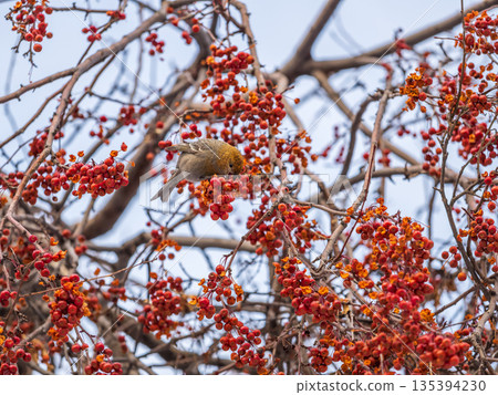Pine Grosbeak Female Eating Red Berries in Winter Pine Grosbeak Female Eating Red Berries in Winter 135394230