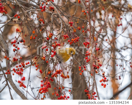 Pine Grosbeak Female Eating Red Berries in Winter 135394234