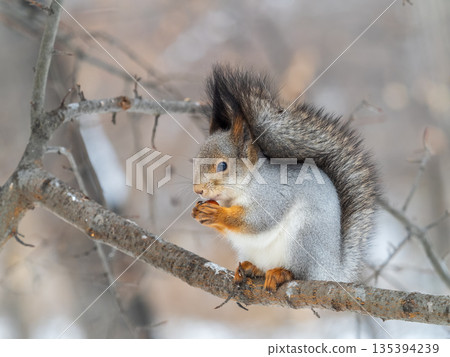 The squirrel with nut sits on tree in the winter or late autumn 135394239