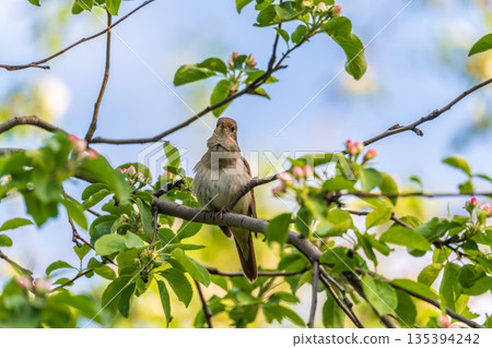Thrush Nightingale, Luscinia luscinia. A bird sits on a tree branch and sings Thrush Nightingale, Luscinia luscinia. A bird sits on a tree branch and sings 135394242