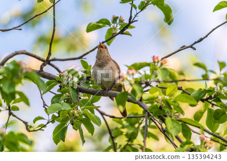 Thrush Nightingale, Luscinia luscinia. A bird sits on a tree branch and sings Thrush Nightingale, Luscinia luscinia. A bird sits on a tree branch and sings 135394243
