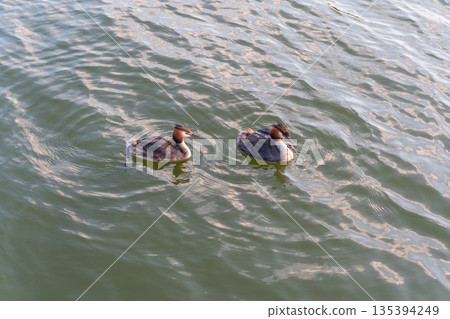 The water bird Great crested Grebe, Podiceps cristatus, swimming in the lake, and its cute babies riding on its back The water bird Great crested Grebe, Podiceps cristatus, swimming in the lake, and its cute babies riding on its back 135394249