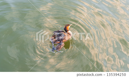 The water bird Great crested Grebe, Podiceps cristatus, swimming in the lake, and its cute babies riding on its back The water bird Great crested Grebe, Podiceps cristatus, swimming in the lake, and its cute babies riding on its back 135394250