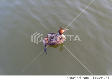 The water bird Great crested Grebe, Podiceps cristatus, swimming in the lake, and its cute babies riding on its back 135394251
