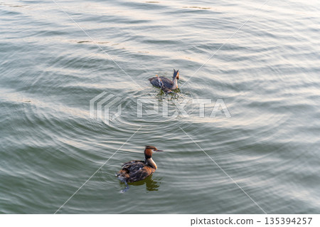 An adult great crested grebe feeds its chick with fish on a summer evening. 135394257