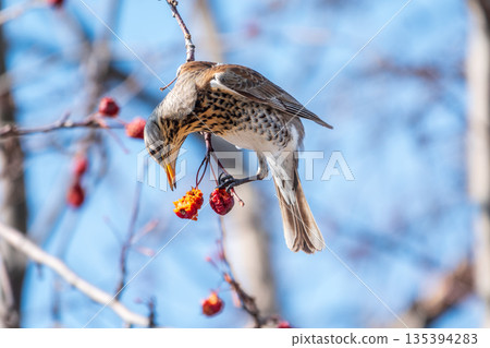 Fieldfare sitting on the bush and feeding on wild red apples in winter or early spring time. Fieldfare sitting on the bush and feeding on wild red apples in winter or early spring time. 135394283