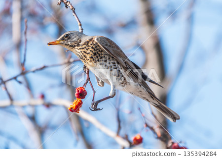 Fieldfare sitting on the bush and feeding on wild red apples in winter or early spring time. 135394284