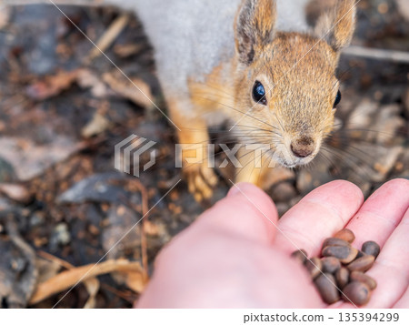Squirrel eats nuts from a man's hand. Caring for animals in winter or autumn. 135394299