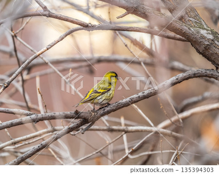 Eurasian siskin male, latin name spinus spinus, sitting on branch of tree. Cute little yellow songbird. Eurasian siskin male, latin name spinus spinus, sitting on branch of tree. Cute little yellow songbird. 135394303