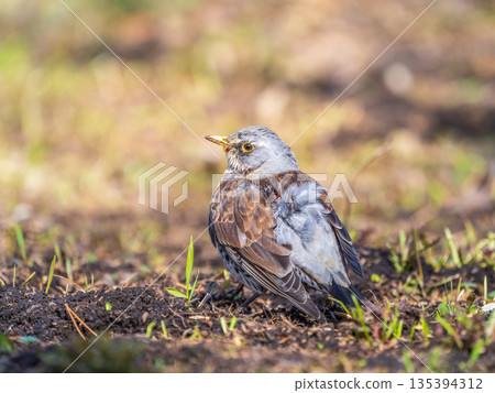 A fieldfare chick, Turdus pilaris, has left the nest and sitting on the spring lawn. A fieldfare chick sits on the ground and waits for food from its parents. 135394312