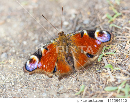 Peacock butterfly on the ground among the grass Peacock butterfly on the ground among the grass 135394320