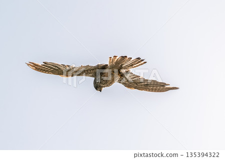 Common kestrel, Falco tinnunculus, hovered in the air in search of prey Common kestrel, Falco tinnunculus, hovered in the air in search of prey 135394322