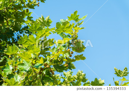 Green Leaves of Pltatanus oreintalis tree on blue sky background Green Leaves of Pltatanus oreintalis tree on blue sky background 135394333