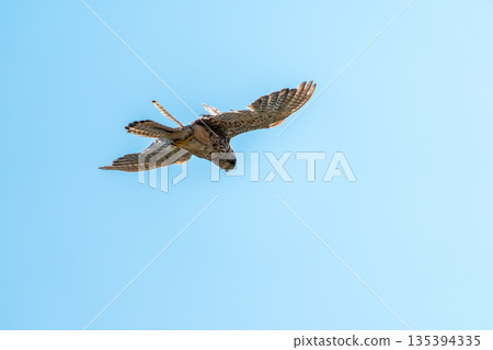 The common kestrel (Falco tinnunculus), also known as the European kestrel, Eurasian kestrel. The common kestrel (Falco tinnunculus), also known as the European kestrel, Eurasian kestrel. 135394335