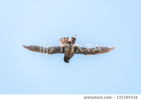 The common kestrel (Falco tinnunculus), also known as the European kestrel, Eurasian kestrel. The common kestrel (Falco tinnunculus), also known as the European kestrel, Eurasian kestrel. 135394338