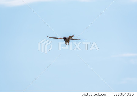 The common kestrel (Falco tinnunculus), also known as the European kestrel, Eurasian kestrel. The common kestrel (Falco tinnunculus), also known as the European kestrel, Eurasian kestrel. 135394339