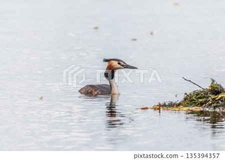 The waterfowl bird Great Crested Grebe swimming in the lake near its nest with eggs 135394357