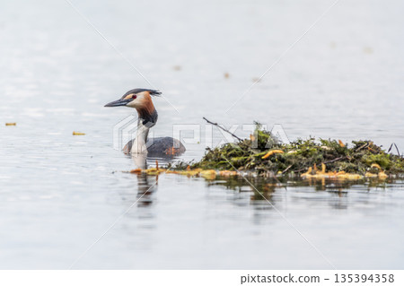 The waterfowl bird Great Crested Grebe swimming in the lake near its nest with eggs 135394358