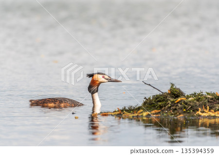 The waterfowl bird Great Crested Grebe swimming in the lake near its nest with eggs 135394359