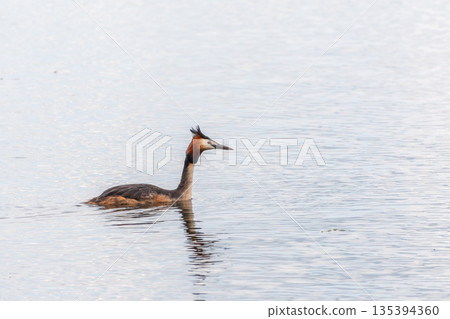 The waterfowl bird Great Crested Grebe swimming in the calm lake 135394360