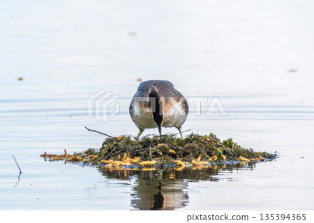 Great Crested Grebe, Podiceps cristatus, water bird sitting on the nest, nesting time on the green lake Great Crested Grebe, Podiceps cristatus, water bird sitting on the nest, nesting time on the green lake 135394365