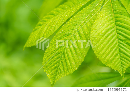 Chestnut tree leaf with water drops after rain. Spring season, spring colors. Chestnut tree leaf with water drops after rain. Spring season, spring colors. 135394371