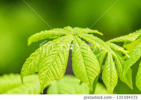 Chestnut tree leaf with water drops after rain. Spring season, spring colors. Chestnut tree leaf with water drops after rain. Spring season, spring colors. 135394372