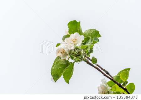 White blossoming apple trees. White apple tree flowers White blossoming apple trees. White apple tree flowers 135394373