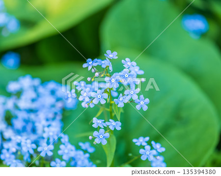 Small blue flowers of Brunnera macrophylla. the Siberian bugloss, great forget-me-not, largeleaf brunnera, heartleaf. 135394380