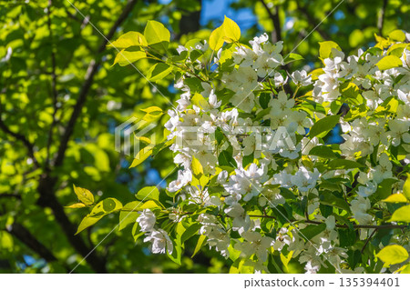 White blossoming apple trees. White apple tree flowers White blossoming apple trees. White apple tree flowers 135394401