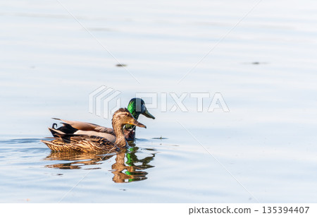 A couple of mallard ducks swims in the river 135394407