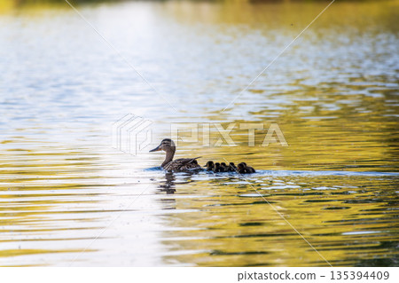 A family of ducks, a duck and its little ducklings are swimming in the water. The duck takes care of its newborn ducklings. Mallard, lat. Anas platyrhynchos 135394409