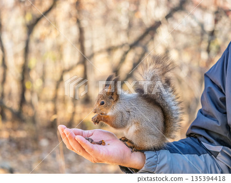 A squirrel in the spring or autumn eats nuts from a human hand. Eurasian red squirrel, Sciurus vulgaris 135394418