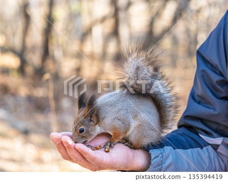 A squirrel in the spring or autumn eats nuts from a human hand. Eurasian red squirrel, Sciurus vulgaris 135394419