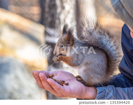 A squirrel in the spring or autumn eats nuts from a human hand. Eurasian red squirrel, Sciurus vulgaris 135394420