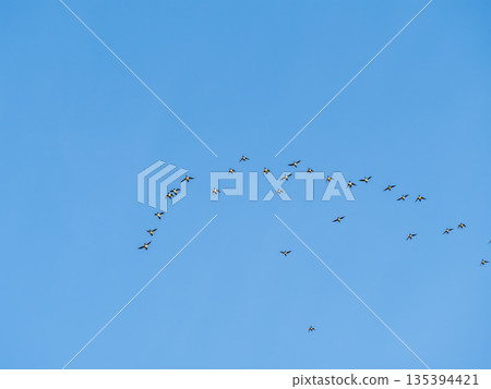 Flock of geese in flight Flock of geese in flight 135394421