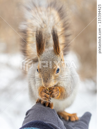 Squirrel eats nuts from a man's hand. Caring for animals in winter or autumn. Squirrel eats nuts from a man's hand. Caring for animals in winter or autumn. 135394425