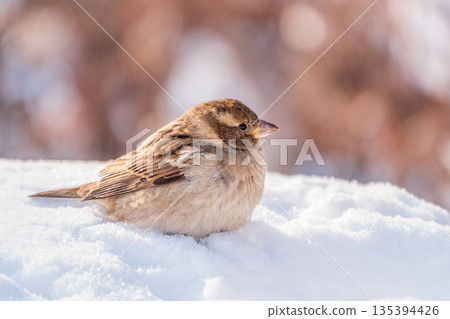 House Sparrow, Passer domesticus, standing in the snow. House Sparrow, Passer domesticus, standing in the snow. 135394426