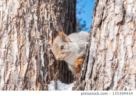 Portrait of a squirrel on a tree trunk 135394434